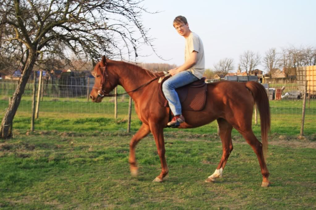 Vlaamse Arabier Mooiste Paard Ter Wereld • Boktnl 